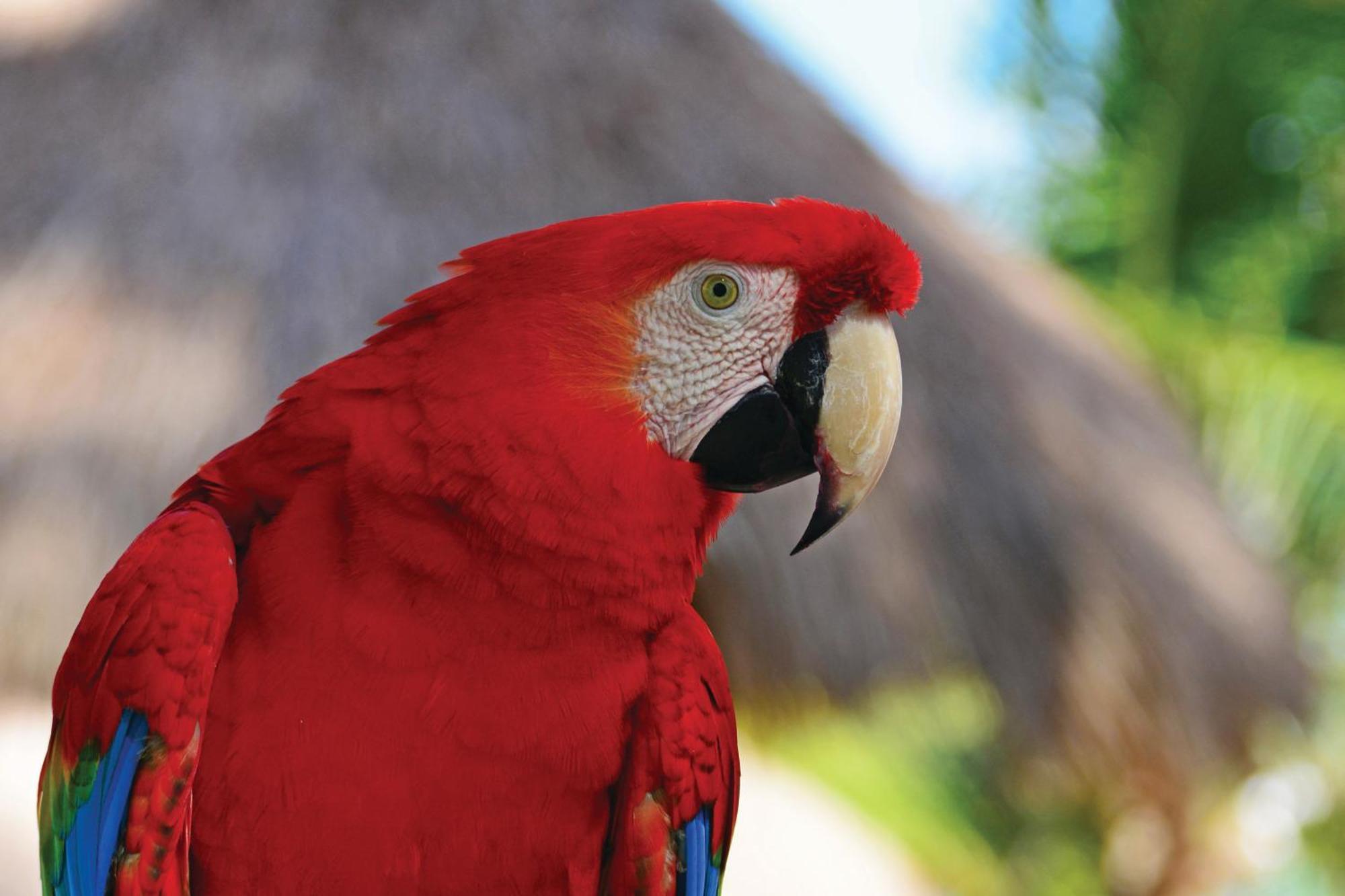 Serrambi Resort Pôrto das Galinhas Eksteriør billede