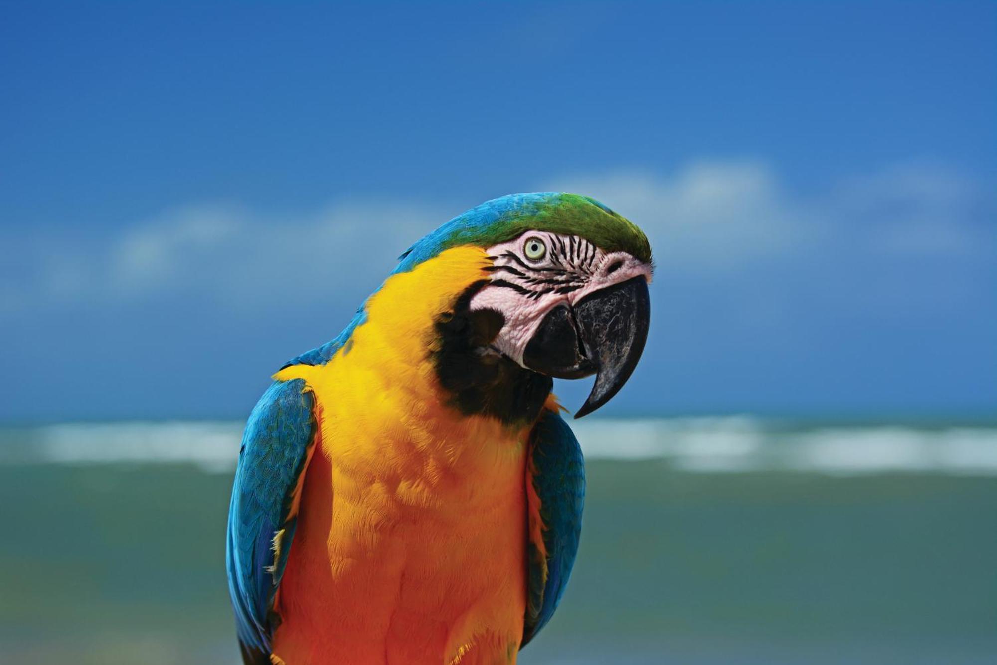 Serrambi Resort Pôrto das Galinhas Eksteriør billede