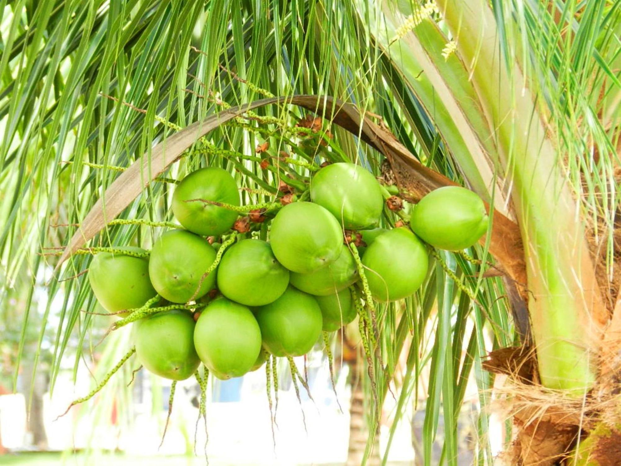 Serrambi Resort Pôrto das Galinhas Eksteriør billede
