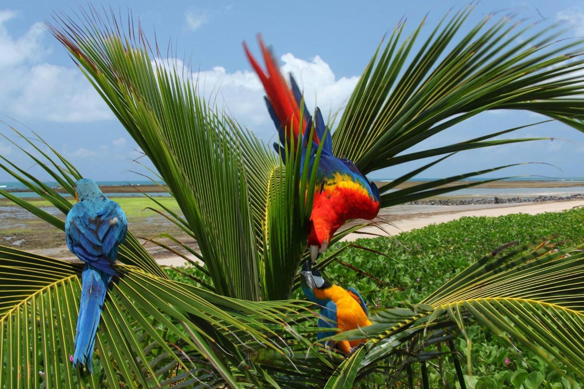 Serrambi Resort Pôrto das Galinhas Eksteriør billede